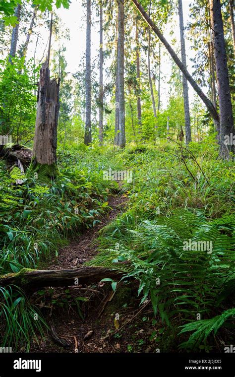 Small pathway in a lush forest along the nature trail at the Höckböleholmen nature reserve in ...