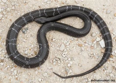 Common Krait | Indiansnakes.org