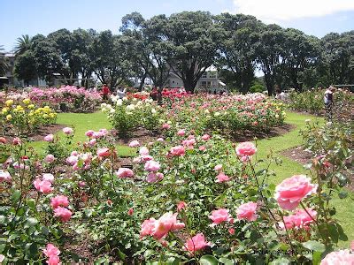 Parnell Rose Gardens, Auckland NZ. Dove-Myer Robinson Rose Gardens New ...