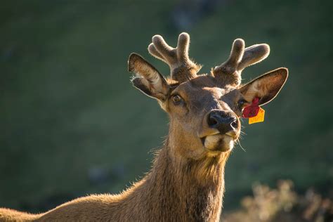 Brown Moose With Tag On Ear · Free Stock Photo