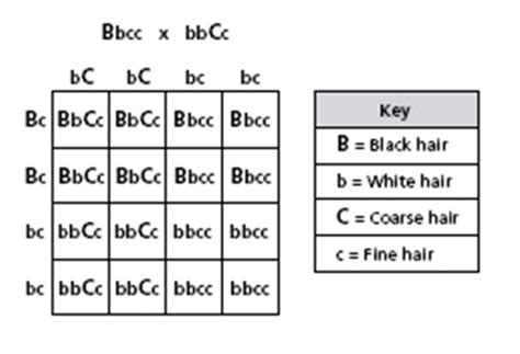 Genetics And Punnett Squares Quiz (4) - ProProfs Quiz