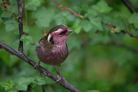 Finches of Florida (4 Species with Pictures) - Wild Bird World