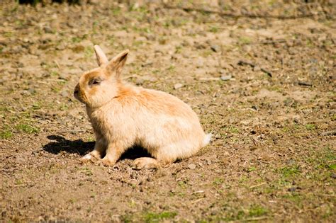 Rabbit Habitat Curious Brown - Free photo on Pixabay - Pixabay