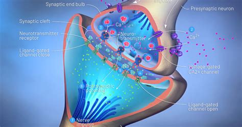 Dopamine Receptors In The Brain