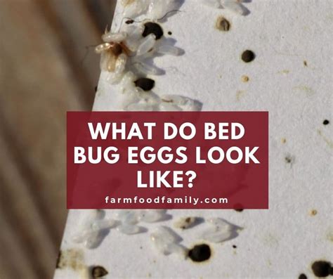 What Do Bed Bug Eggs Look Like? and How To Kill Them