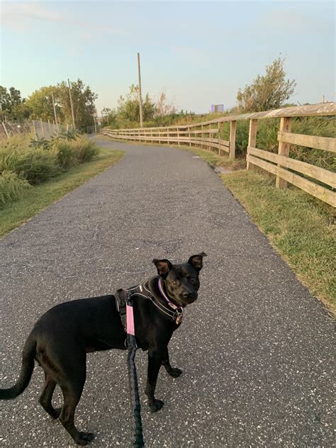 When is it safe to run after cracked paw pads? Dog tax from a run last ...