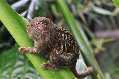 Pygmy Marmoset Fact Sheet - C.S.W.D