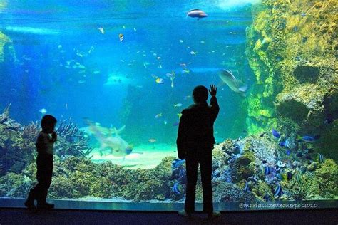 SEA LIFE® Sydney Aquarium, Sydney | Tickets & Tours - 2024