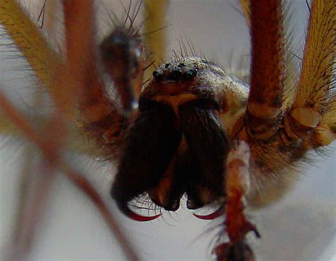 Spider Fangs | Close up of i think a house spider it was in … | Flickr