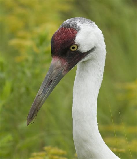 The (ongoing) tale of the elusive Whooping Crane and Goose Pond Sanctuary — Madison Audubon