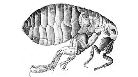 Infected Fleas That Can Transmit Plague Are Best Described as