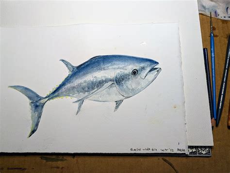 Bluefin Tuna Watercolor Illustration Logo Development :: Behance