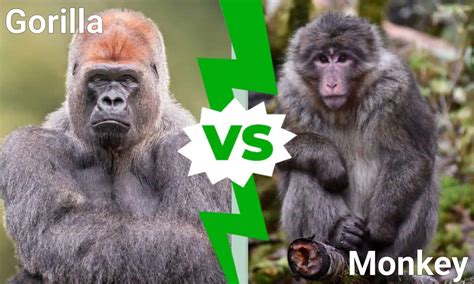 Gorilla vs. Monkey: 7 Differences Between The Two - A-Z Animals