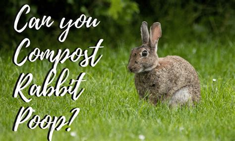 Can You Compost Rabbit Poop — Plus 4 Great Tips!