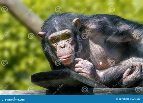 Anthropoid Ape of a Chimpanzee Stock Photo - Image of chimp, creature ...