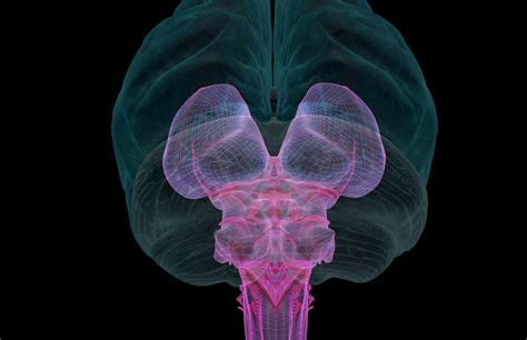 The Midbrain: Anatomy, Function, and Treatment