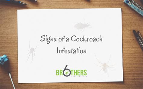 Signs of a Cockroach Infestation | Six Brothers Pest Control