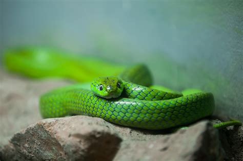 Premium Photo | Chrysopelea ornata on stone in the zoo