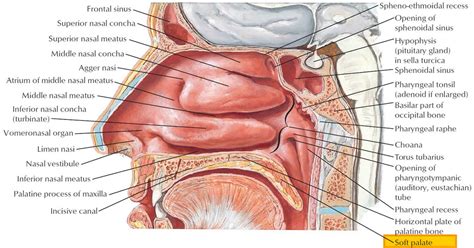 Soft palate anatomy, soft palate function and soft palate cancer