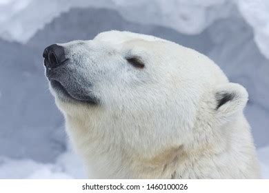 Polar Bear Face Closeup Portrait Stock Photo 1460100026 | Shutterstock