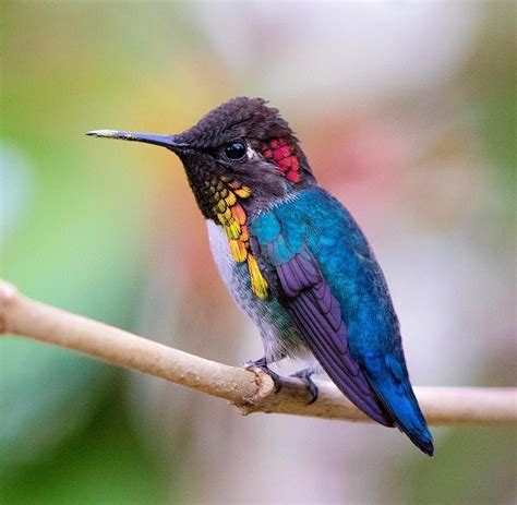 Intercepted by Gravitation — Pink Robin Violet-Backed Starling Golden ...