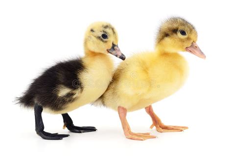 Two yellow ducklings. stock photo. Image of ducklings - 76114904