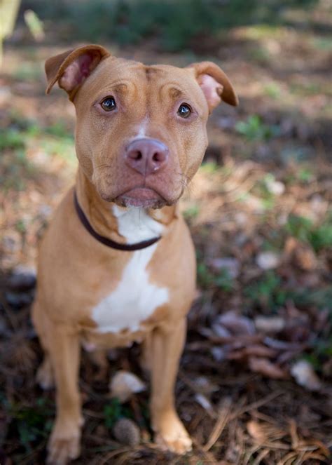 Shelter Dogs of Portland: "BRANDI" petite darling tan Pitbull