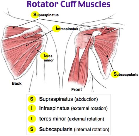 Image result for rotator cuff muscles Subscapularis Muscle ...