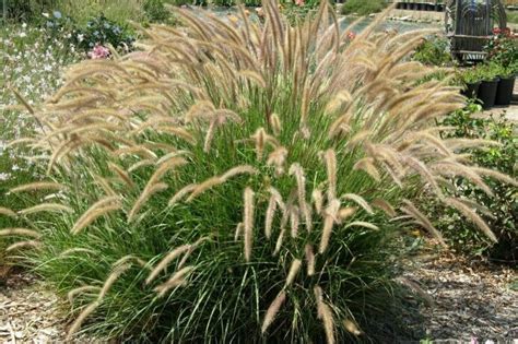 Pennisetum setaceum