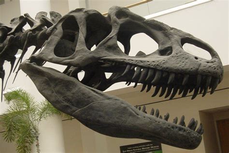 Allosaurus fragilis Dinosaur skull | Prehistoric animals, Prehistoric ...