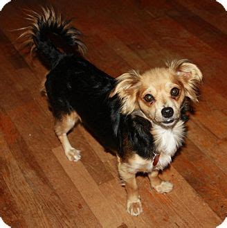 Minnie | Adopted Dog | Edmonton, AB | Sheltie, Shetland Sheepdog ...