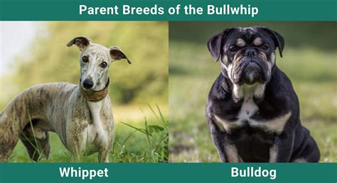 Bullwhip (Bulldog & Whippet Mix) Dog: Info, Pictures, Care Guide & More ...