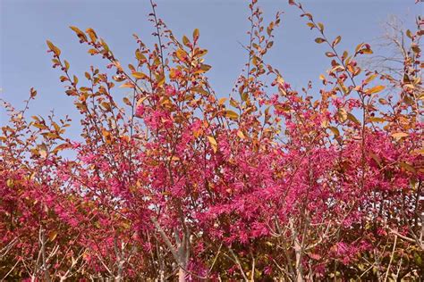 Where Does The Wild Witch Hazel Grow? Understanding Its Habitat For Better Growth