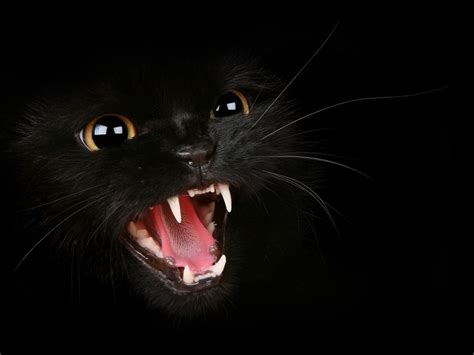 Scary! | Cats, Black cat halloween, Animals