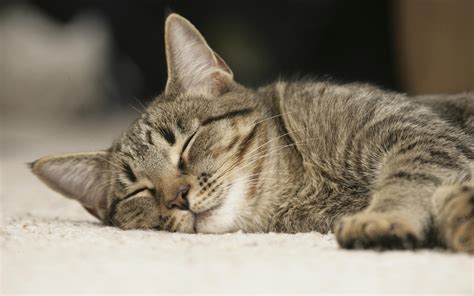 Brown tabby cat sleeping on floor HD wallpaper | Wallpaper Flare