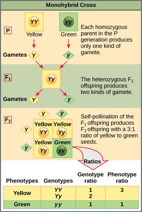 Genotype — Definition & Overview - Expii