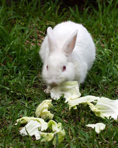 Rabbit and lettuce stock image. Image of leaf, appetite - 21152243