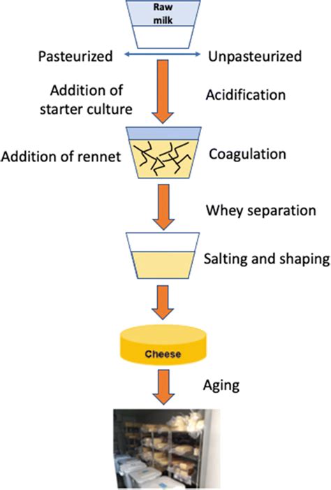 Schematic representation of cheese making steps | Download Scientific Diagram