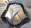 Category:Otodus megalodon jaws - Wikimedia Commons