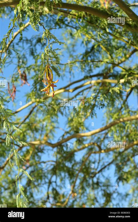 Mesquite bean pods hi-res stock photography and images - Alamy