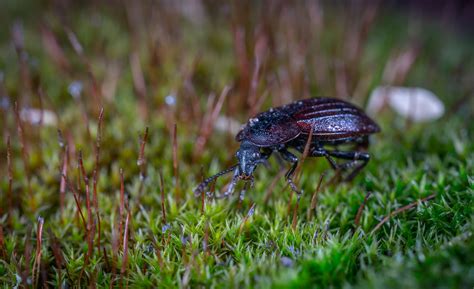 Black Ground Beetle on Green Grass in Closeup Photography · Free Stock ...