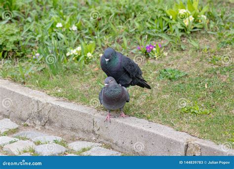 Close Up of a Pair of Pigeons Mating in a Park on a Sunny Day Stock ...