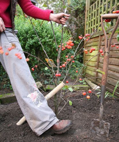 Crabapple tree care and growing guide | Gardeningetc