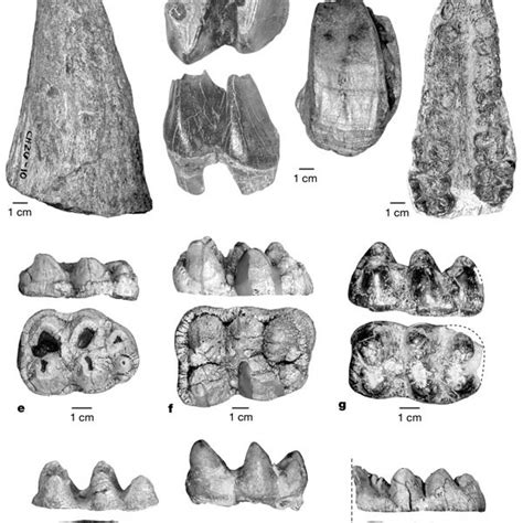 Map of Chilga and surrounding area containing the fossil localities.a,... | Download Scientific ...