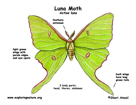 Anatomy Of A Moth - Anatomical Charts & Posters