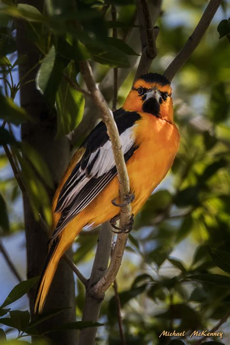 A Guide to Understanding and Attracting Colorful Bullock's Orioles ...