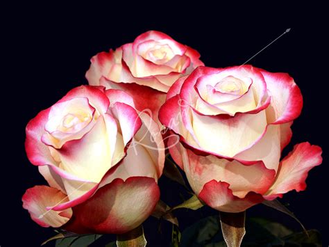 50 BICOLOR ROSES | Rosanti Flowers