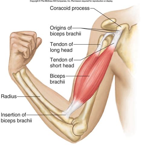 Biceps Brachii | Body muscle anatomy, Human muscle anatomy, Muscular ...