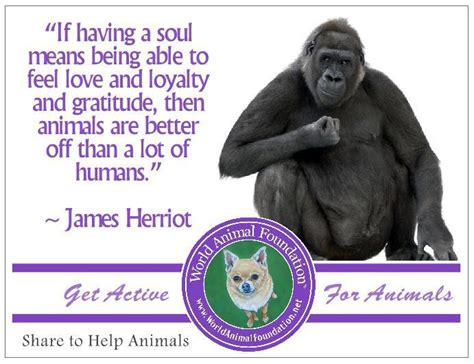 Animals By James Herriot Quotes. QuotesGram