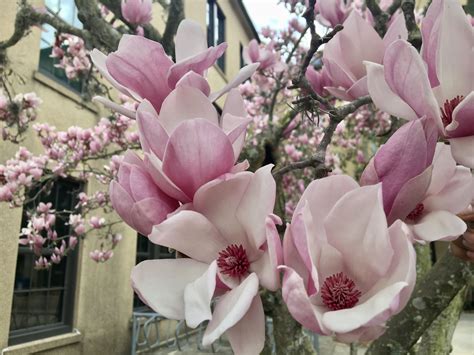 Japanese magnolia flowers spring to life Dark Purple Flowers, Exotic Flowers, Fresh Flowers ...